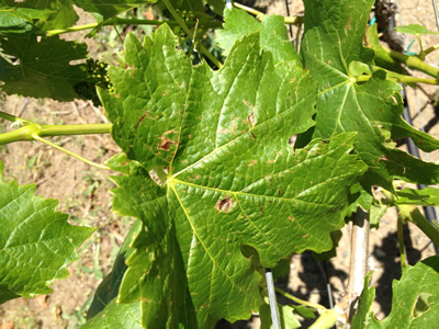 Hail damage to leaf